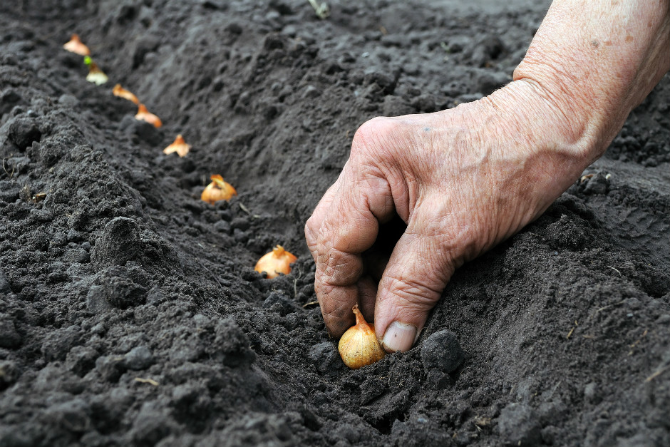 harvesttotable