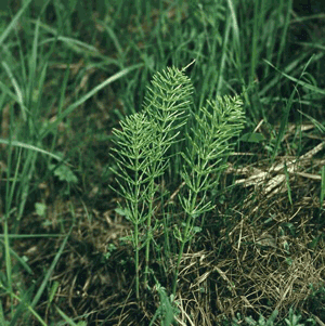 შვიტა მინდვრის (Хвощ полевой) (Equisetum arvense) ჯანმრთელობა და მედიცინა