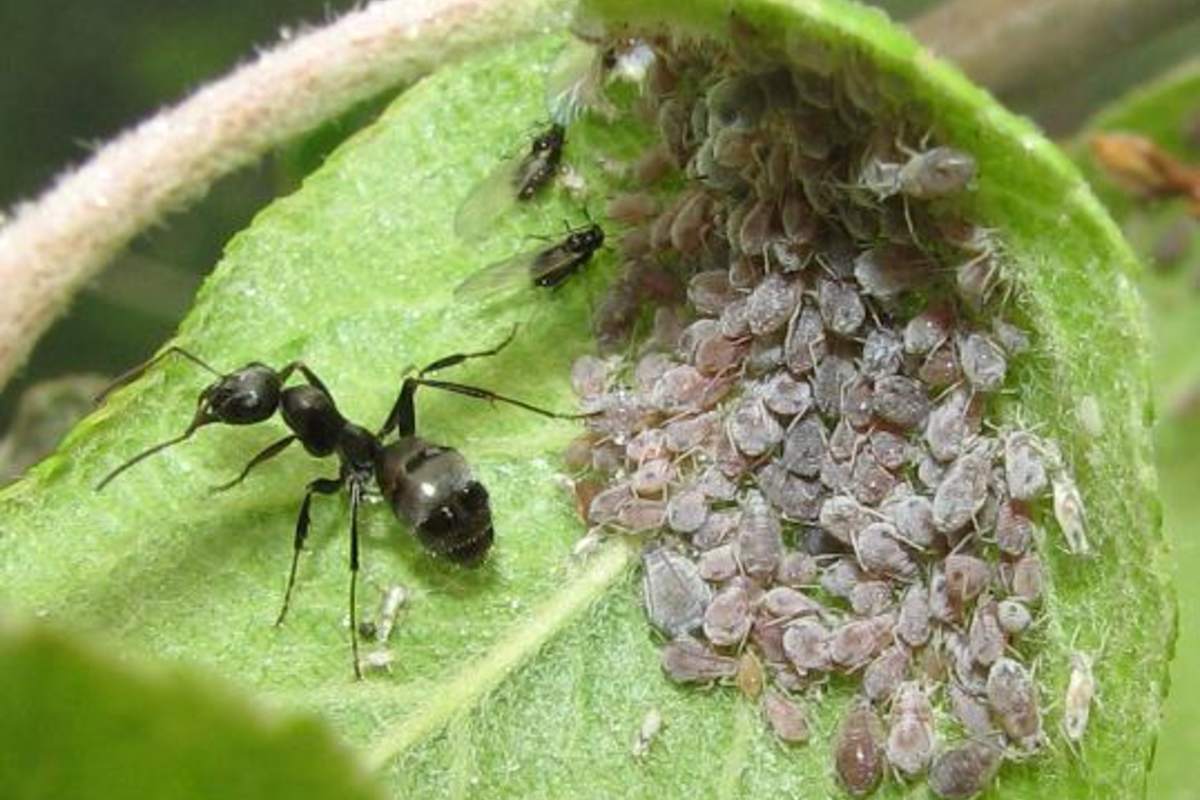 როგორ მოვიშოროთ ფოლგის საშუალებით ჭიანჭველები და ბუგრები