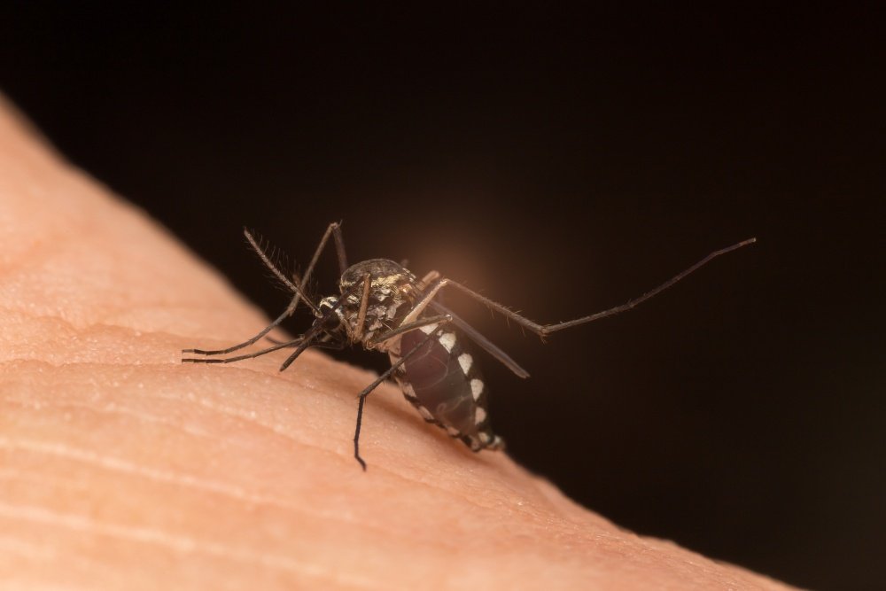 დაამზადეთ კოღოების საწინააღმდეგო საშუალება საკუთარი ხელით
